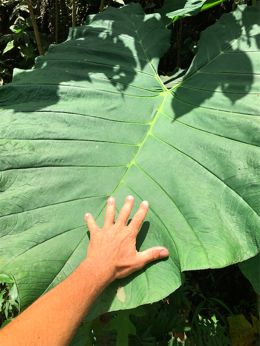 Big green plant in Colombia