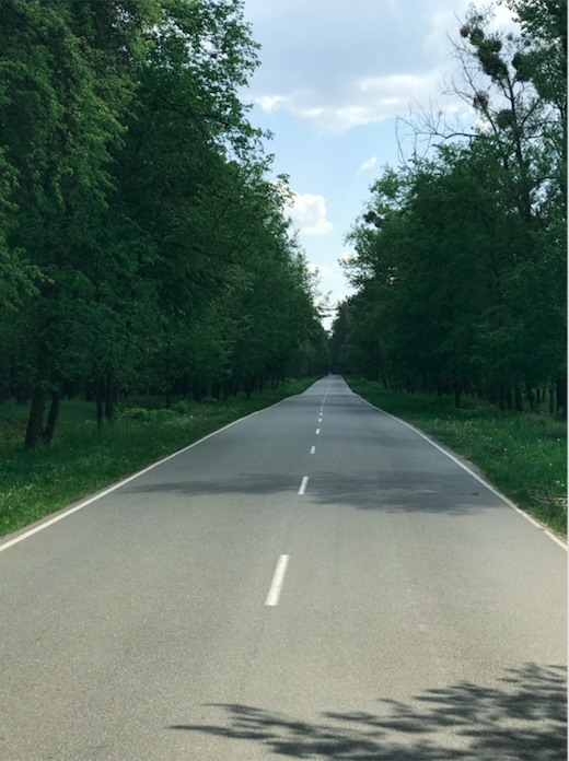 The road and trees in Ukraine