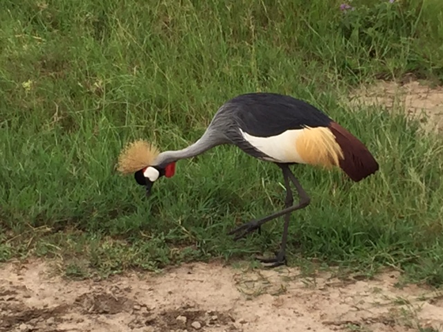 Bird in Uganda