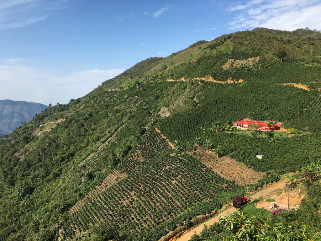 Coffee plantations outside of Concordia